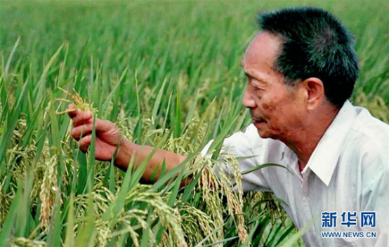 緬懷國之脊梁袁隆平1695.png